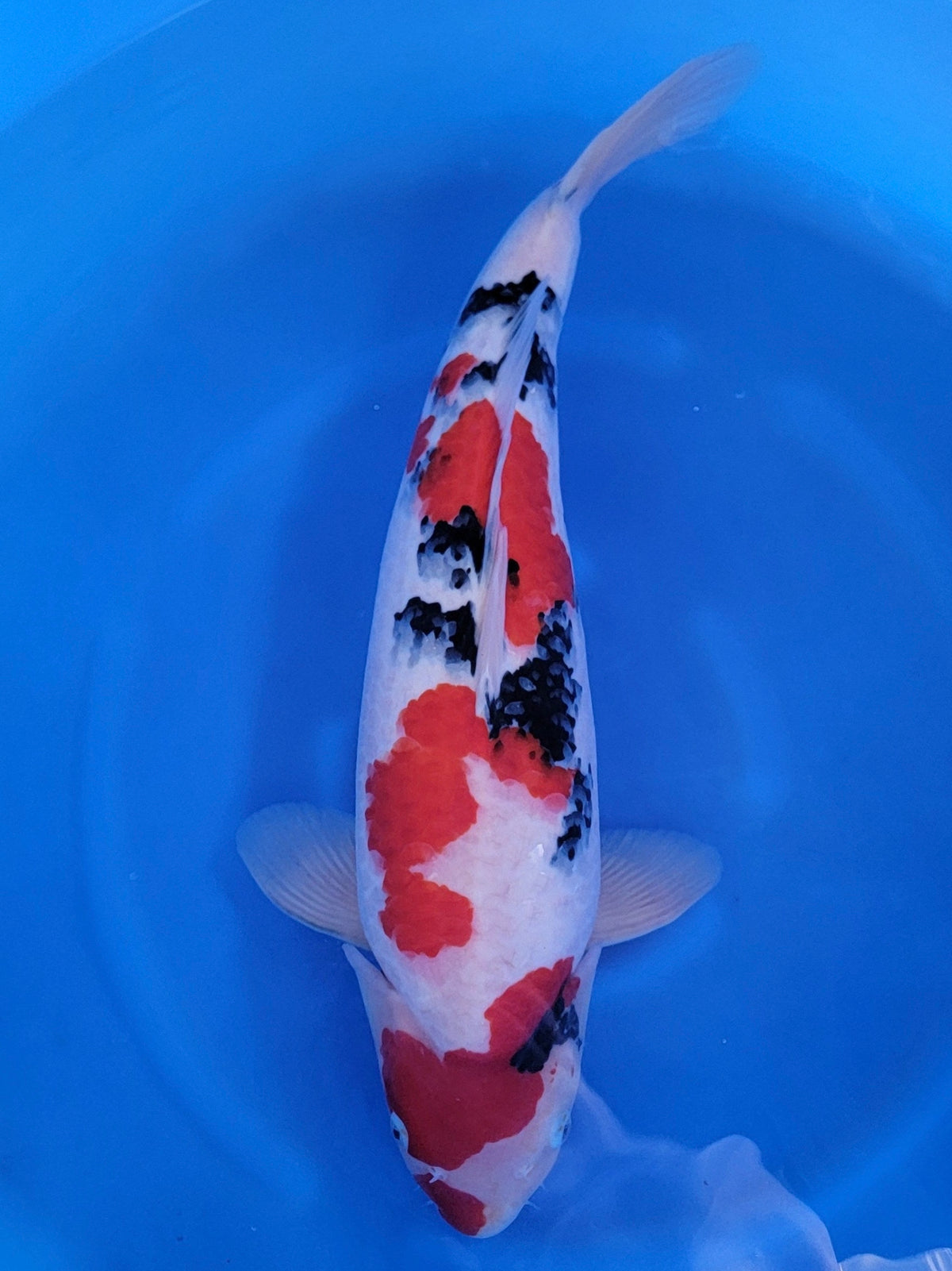 Ogata Sanke koi for sale — 60 cm at ChampKoi