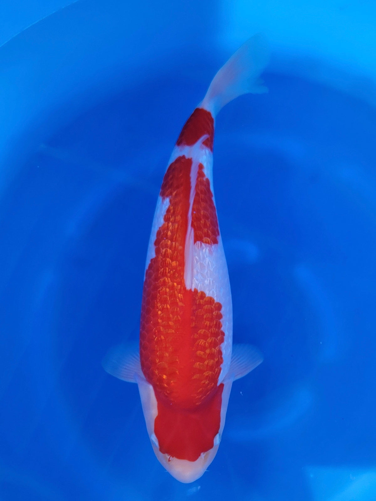 2026FALL-007 Ginrin Kohaku