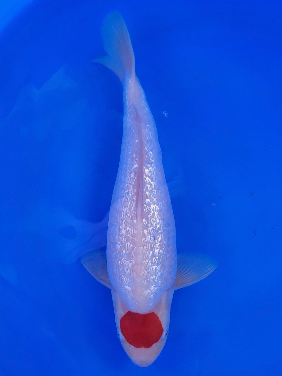 Hiroi Ginrin Tancho Kohaku koi for sale — 41 cm at ChampKoi