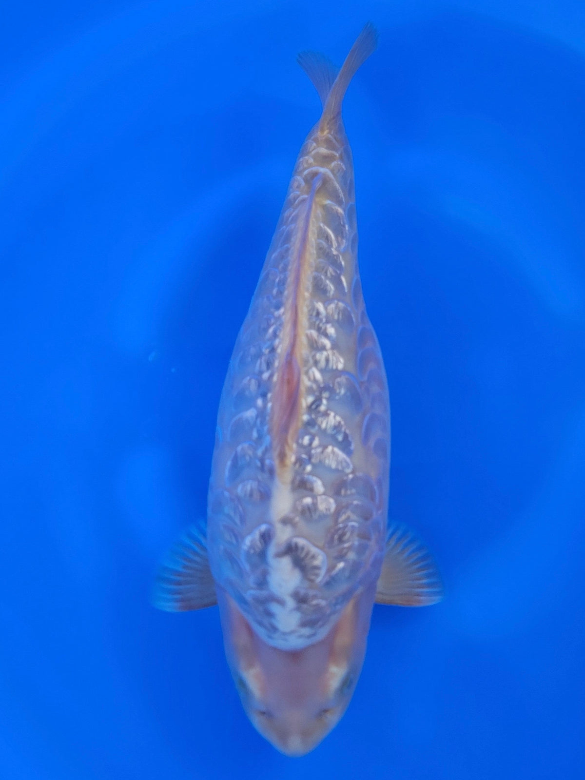 Mauren Ginrin Aragoke Karashigoi koi for sale — 41 cm at ChampKoi