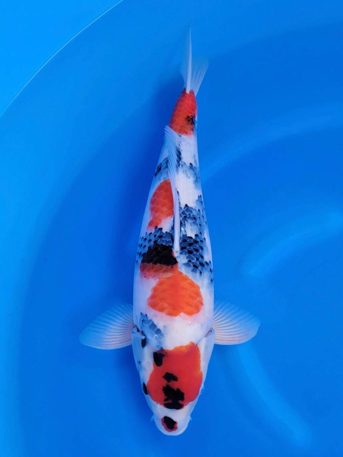 Nogami Showa koi for sale — 52 cm at ChampKoi