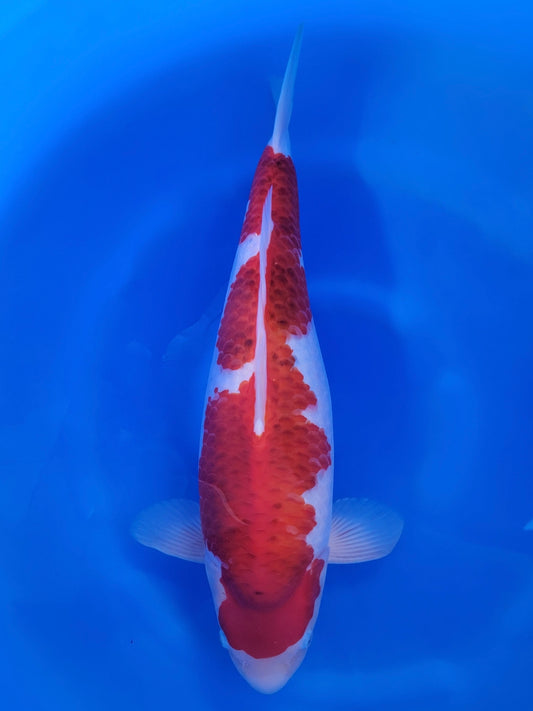 Izumiya Ai Goromo koi for sale — 52 cm at ChampKoi