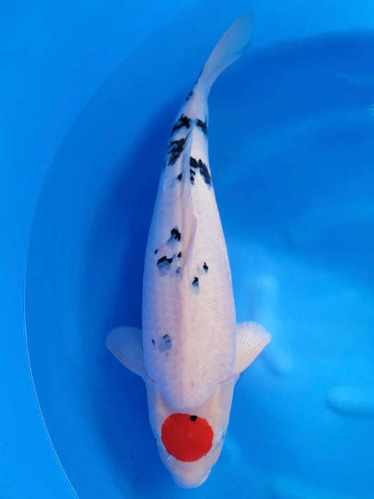 Marudo Tancho Sanke koi for sale — 64 cm at ChampKoi