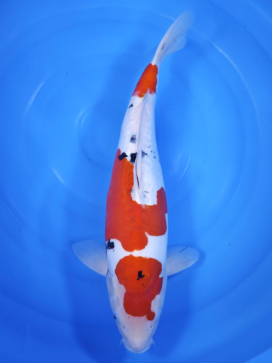 Shinoda Doitsu Sanke koi for sale — 50 cm at ChampKoi