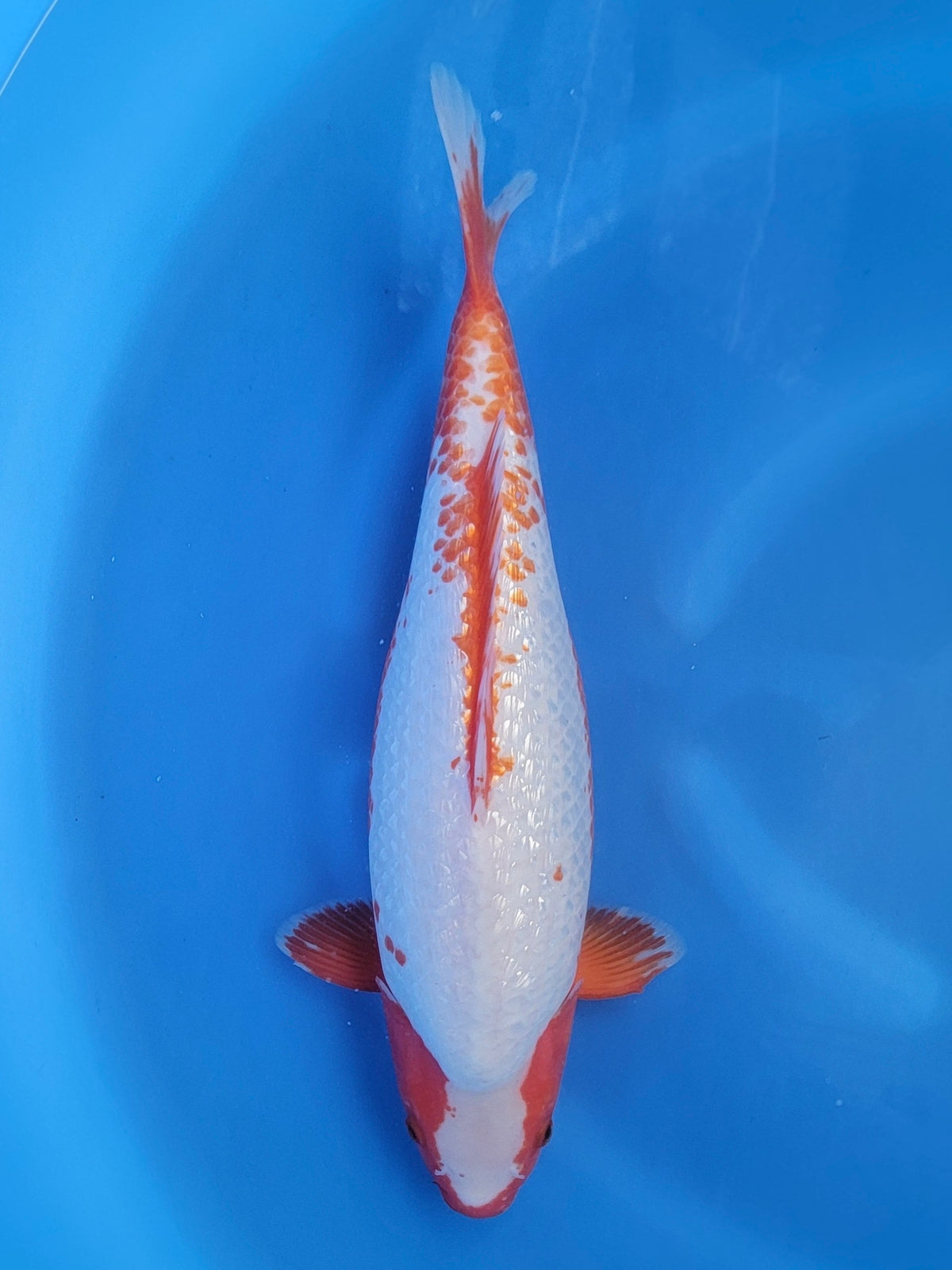 Ozumi Ikarashi Ginrin Asagi koi for sale — 55 cm at ChampKoi