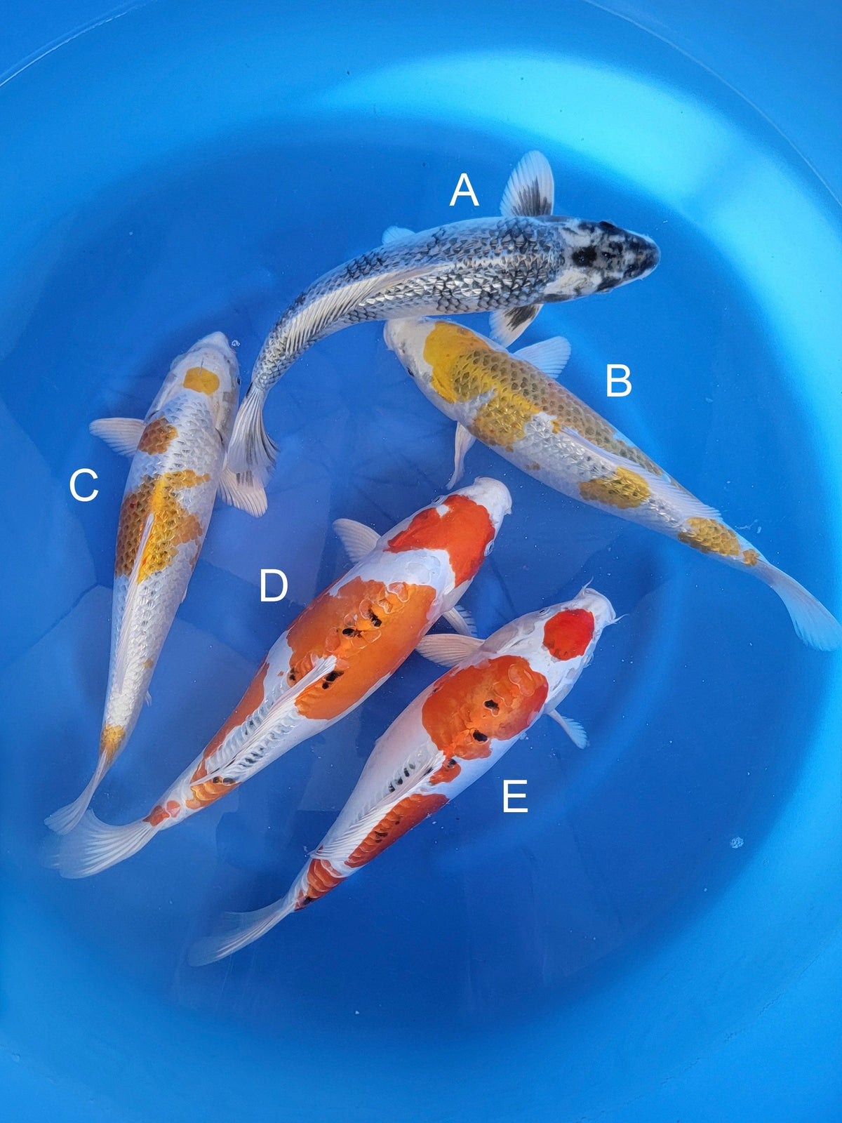 Marusaka Ginrin Gin Shiro Utsuri koi for sale — 37-44 cm at ChampKoi