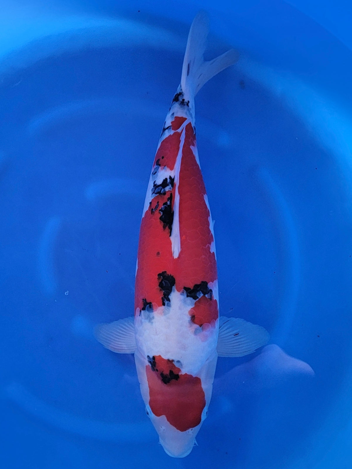 Ogata Sanke koi for sale — 55 cm at ChampKoi