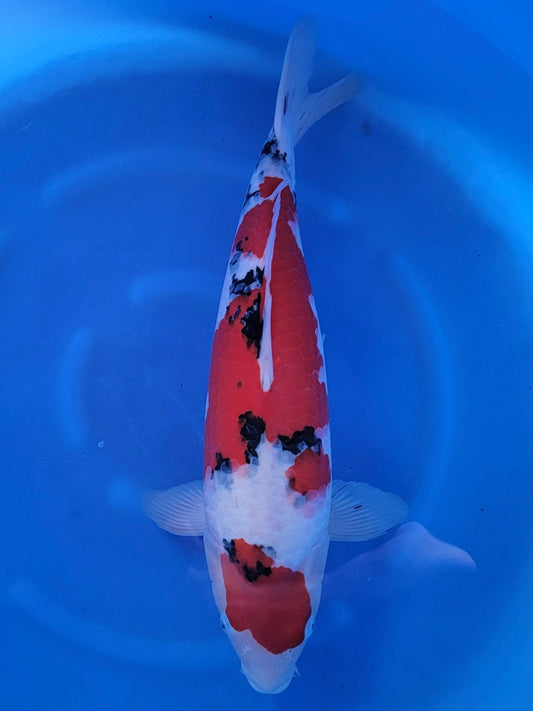 Ogata Sanke koi for sale — 55 cm at ChampKoi