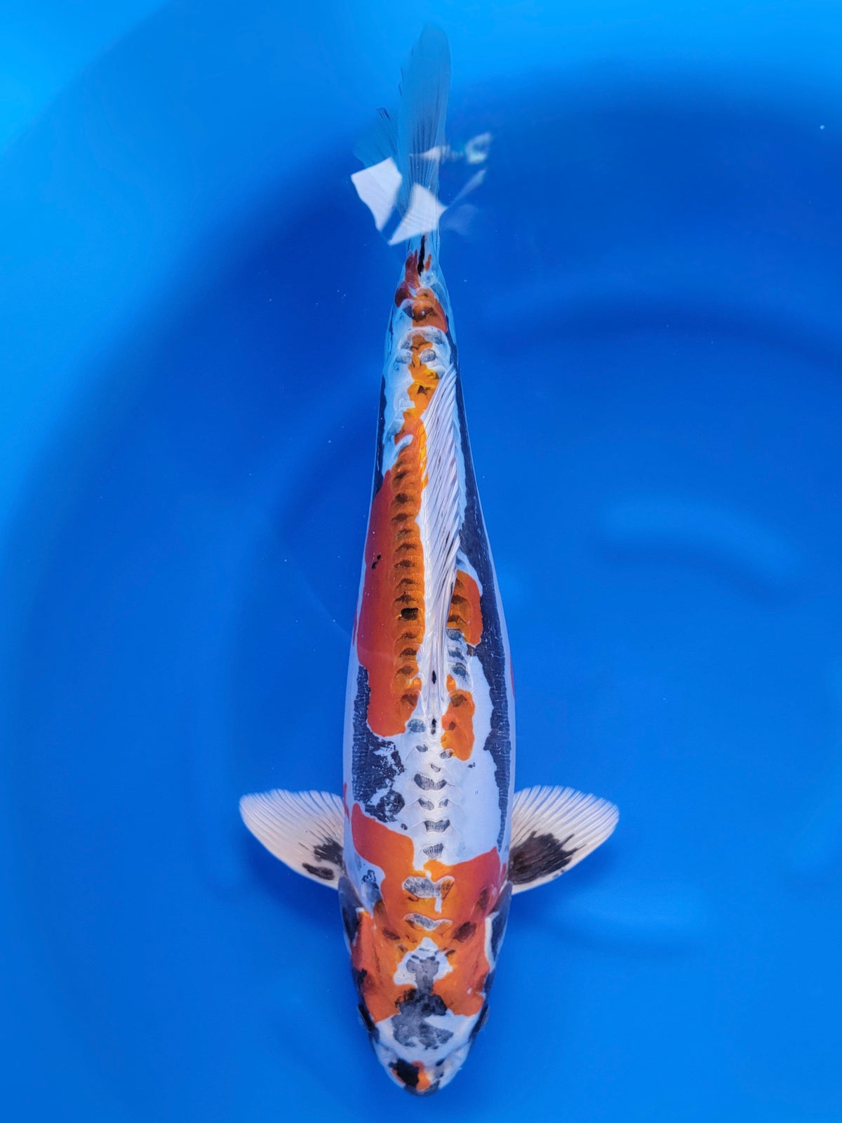 Otsuka Doitsu Beni Kikokuryu koi for sale — 47 cm at ChampKoi