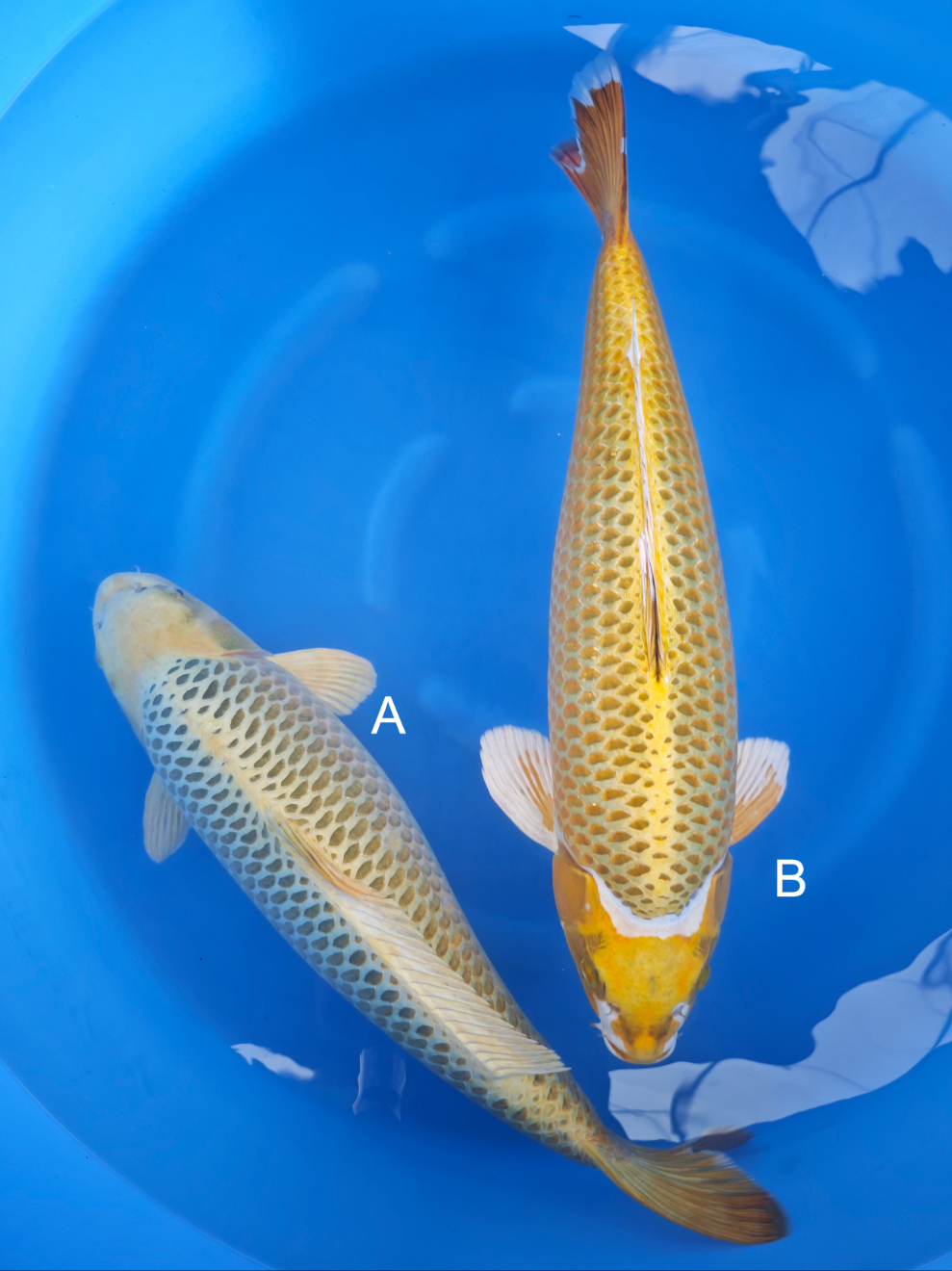 Koi fish for sale — 65-70 cm Marusei Kogane at ChampKoi