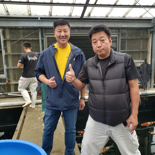 Isa Koi Farm, Ojiya, Niigata