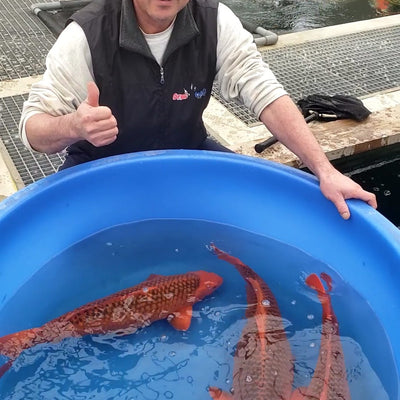Marusei Koi Farm