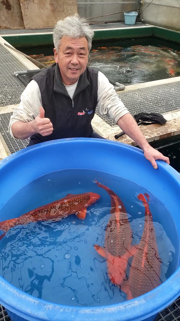 Marusei Koi Farm, Nagaoka, Niigata