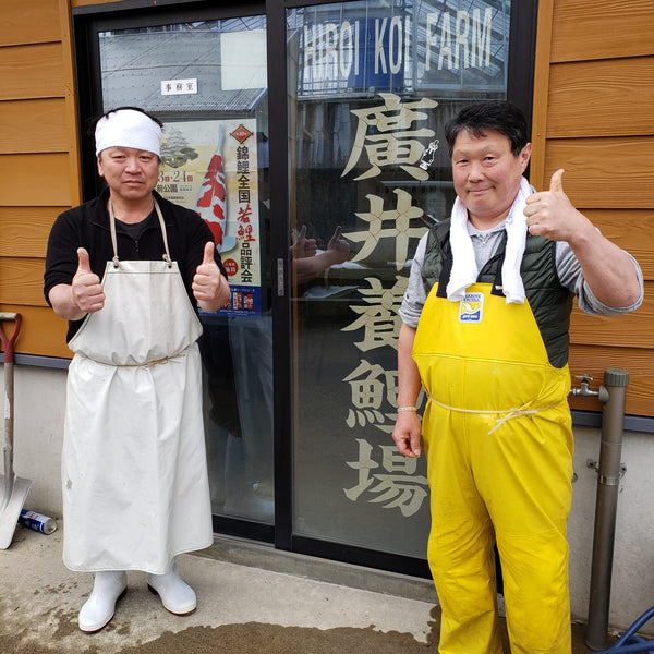 Hiroi Koi Farm, Ojiya, Niigata