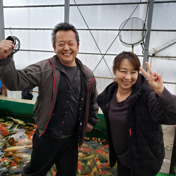 Maruhiro Koi Farm, Ojiya, Niigata