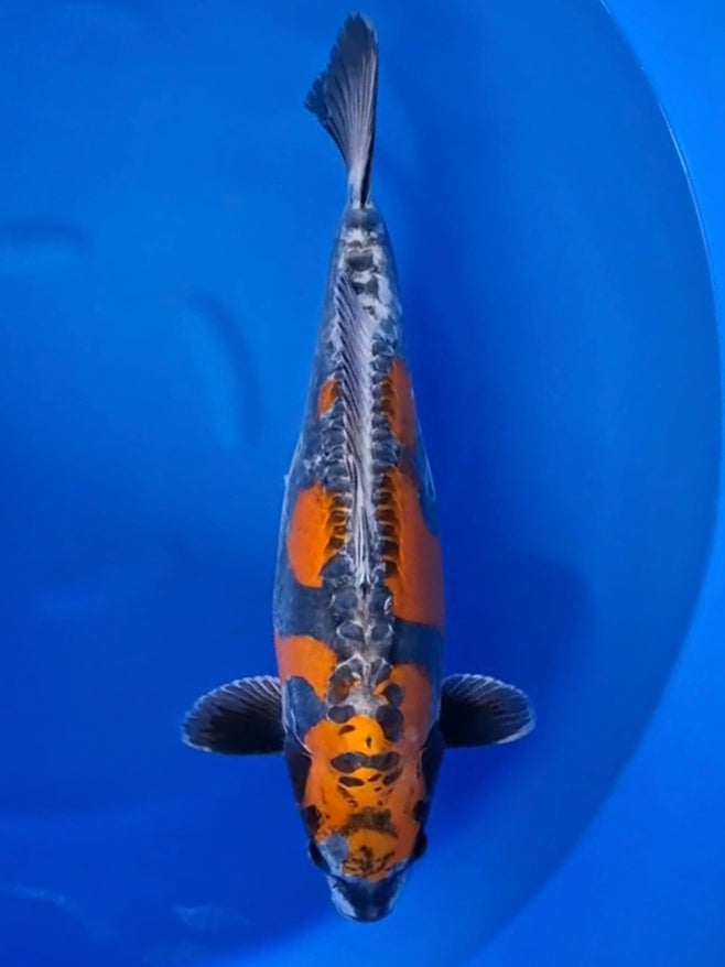 Koi fish for sale — 55 cm Ikarashi Doitsu Beni Kikokuryu at ChampKoi