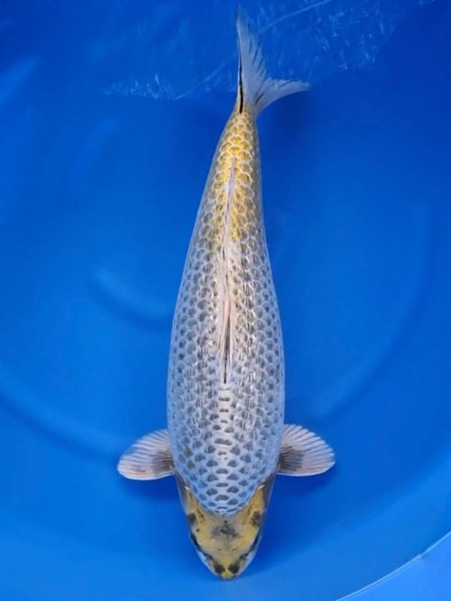 Koi fish for sale — 58 cm Marusei Ginrin Kogane Ochiba at ChampKoi - image 4