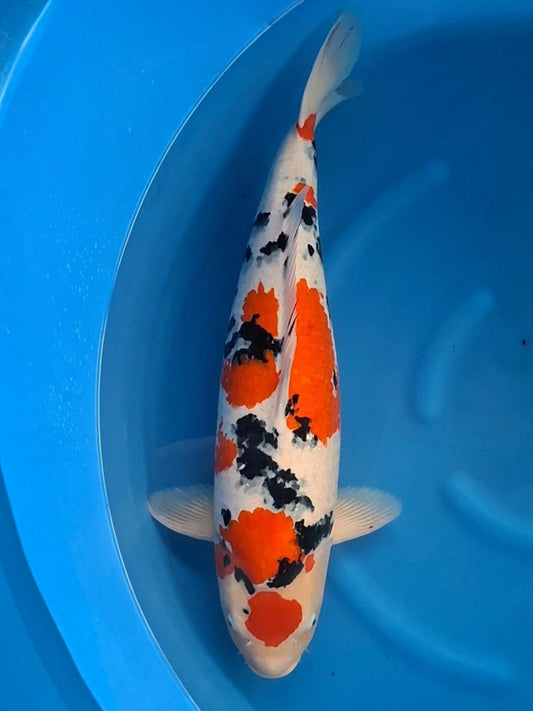 Koi fish for sale — 70 cm Marusei Sanke at ChampKoi