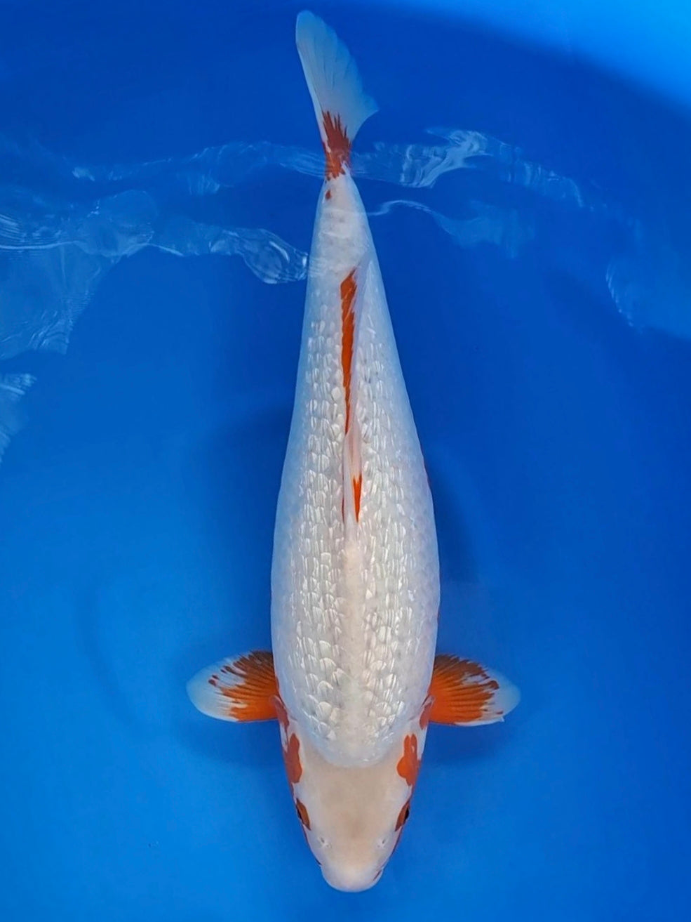 Koi fish for sale — 50 cm Ikarashi Ginrin Yuki Asagi at ChampKoi