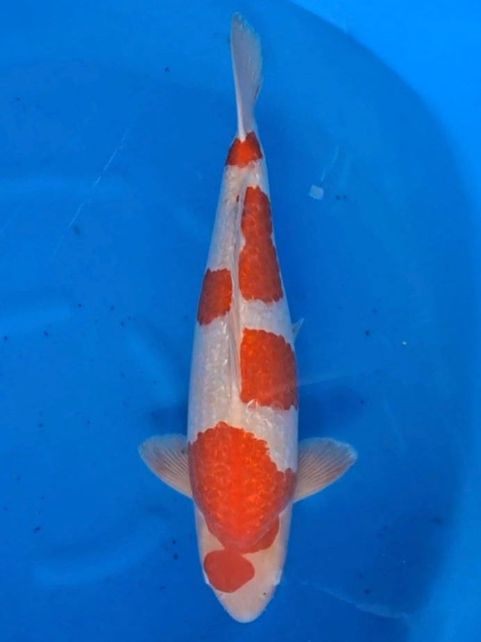 Koi fish for sale — 58 cm Teradomari Ginrin Kohaku at ChampKoi