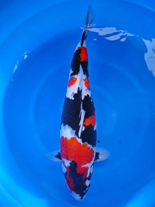 Koi fish for sale — 67 cm Otsuka Showa at ChampKoi