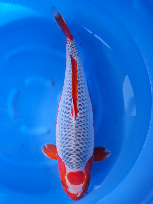 Koi fish for sale — 62 cm Otsuka Asagi at ChampKoi