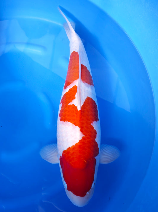 Koi fish for sale — 54 cm Nogami Kohaku at ChampKoi