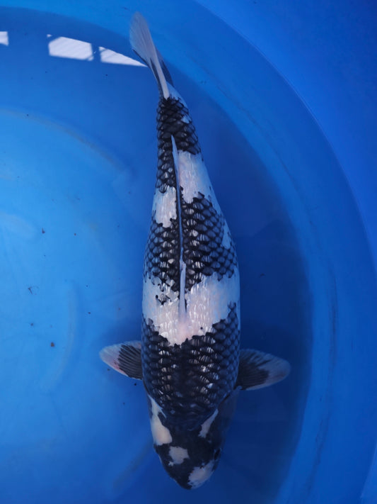 Koi fish for sale — 57 cm Sakazume Ginrin Shiro Utsuri at ChampKoi
