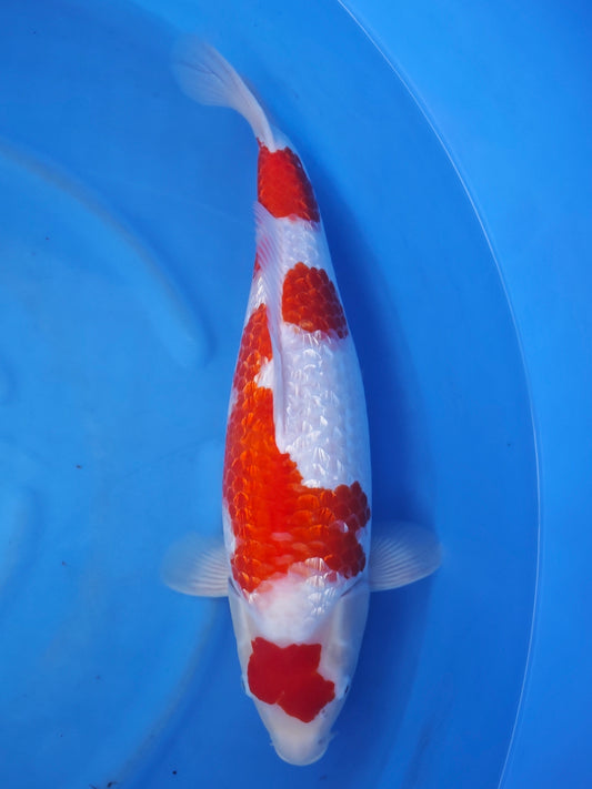 Koi fish for sale — 53 cm Sakazume Ginrin Kohaku at ChampKoi