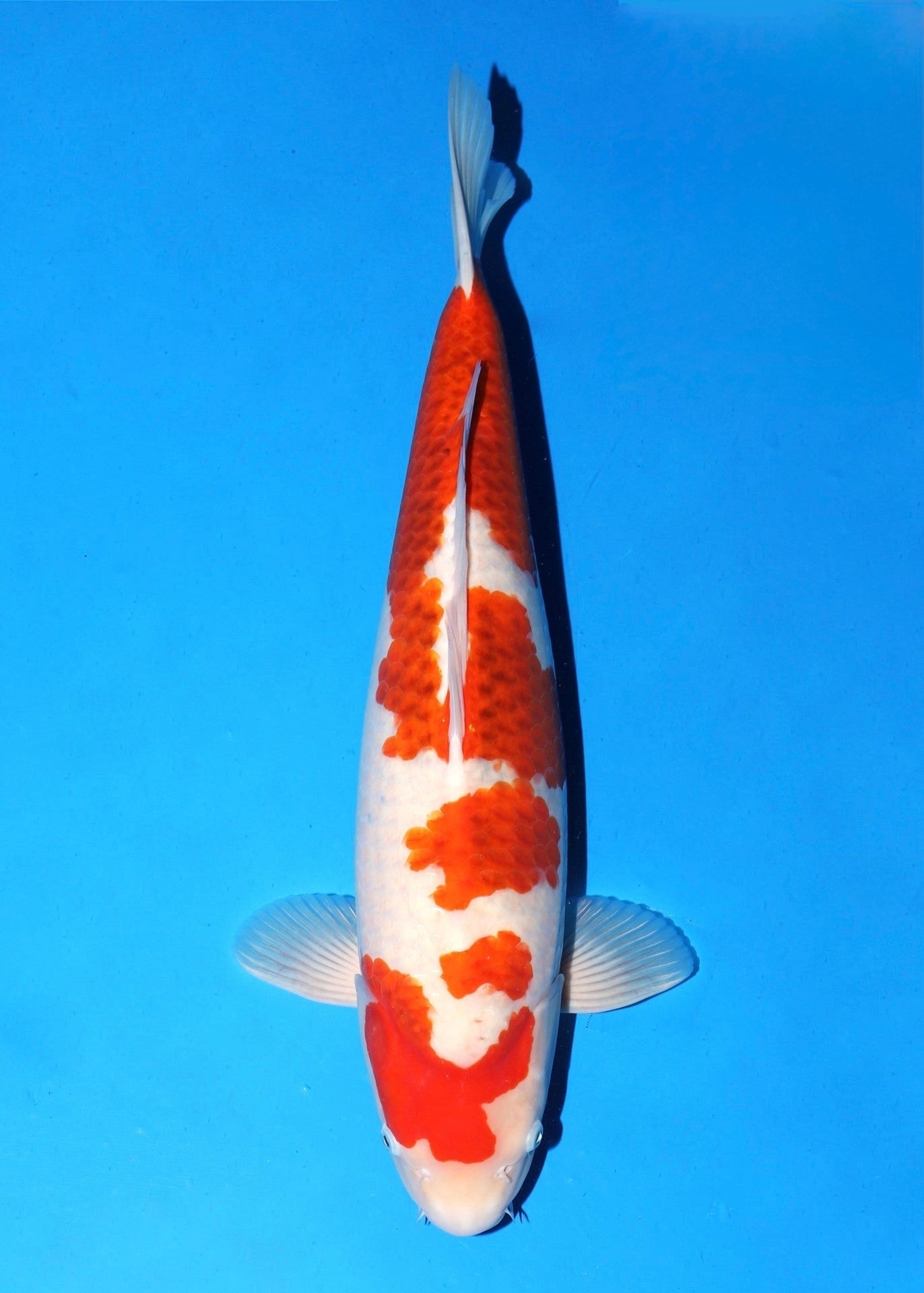 Koi Encyclopedia - Champion Nishikigoi