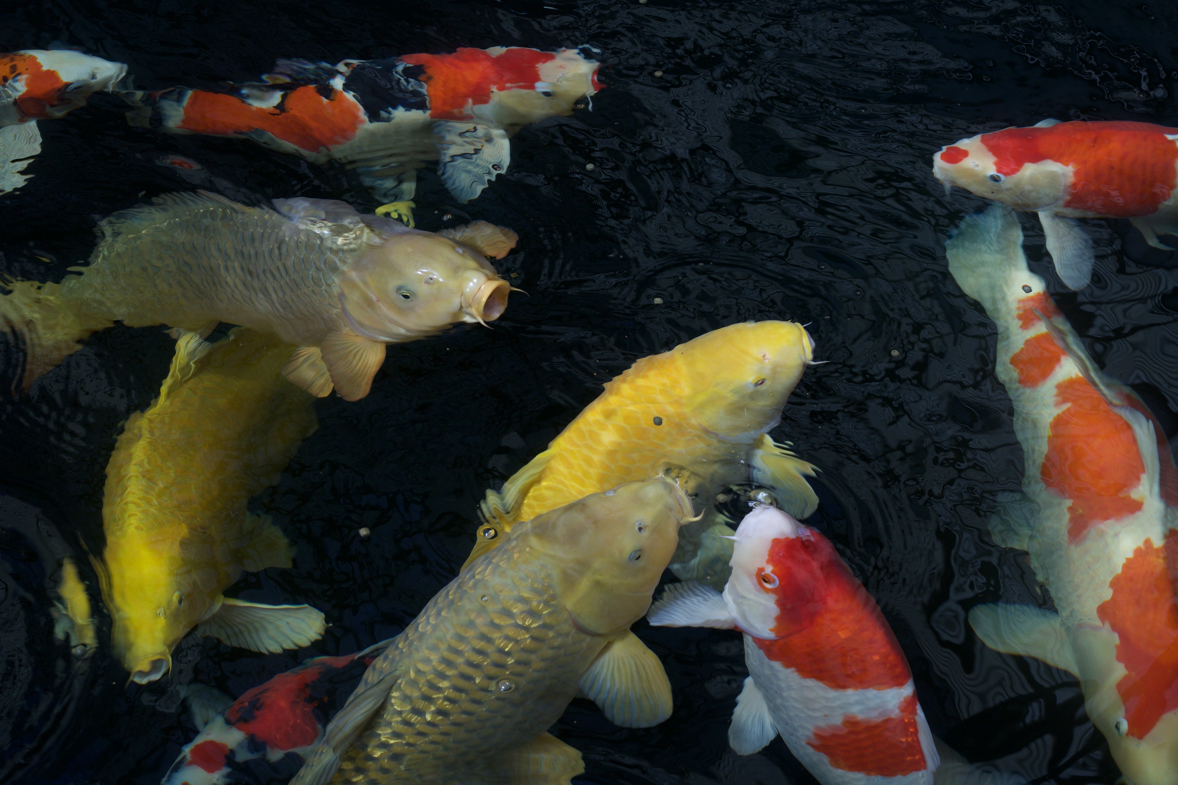 Japanese koi coming to pond surface to eat.