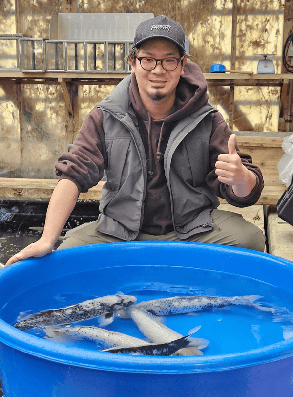 Takatatsu Koi Farm, Yamakoshi, Nagaoka, Niigata