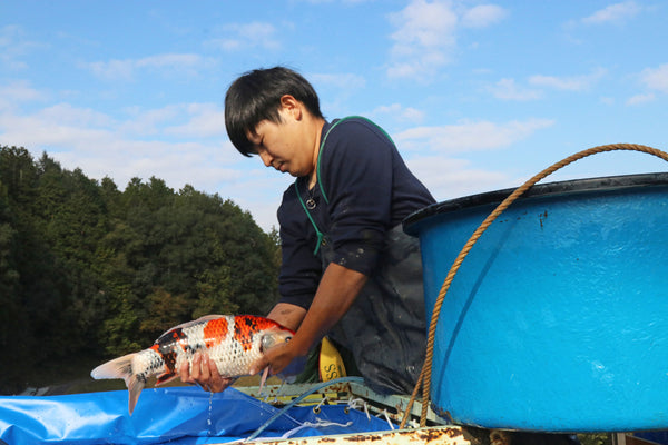 Takigawa Koi Farm, Sera, Hiroshima
