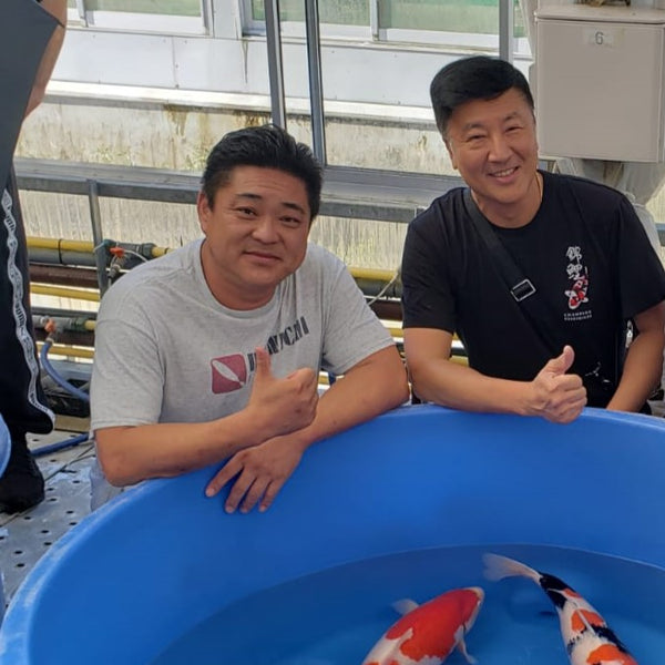 Dainichi Koi Farm, Ojiya, Niigata