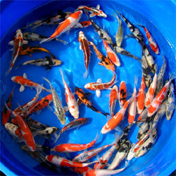 AA Grade (7"-8")