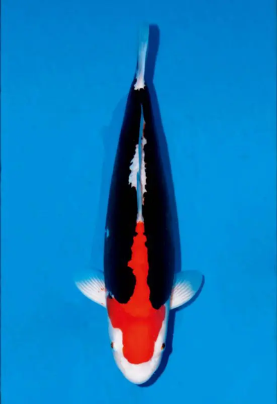 Koi Variety Encyclopedia - Champion Nishikigoi