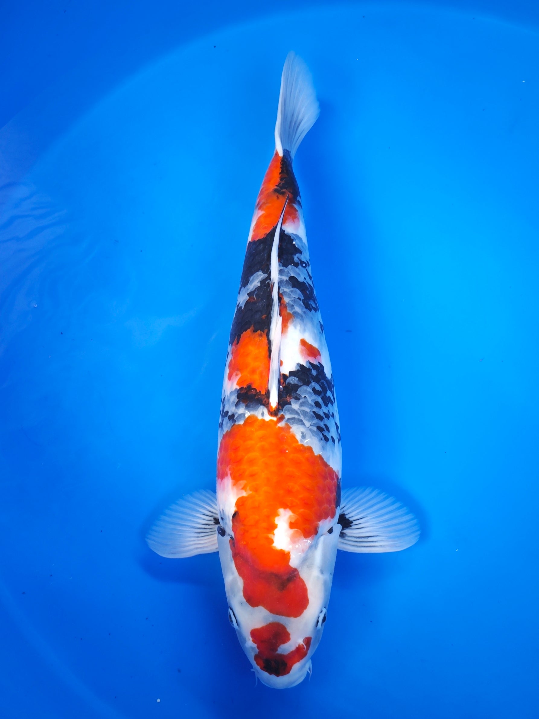 Koi fish for sale — 58 cm Isa Showa at ChampKoi