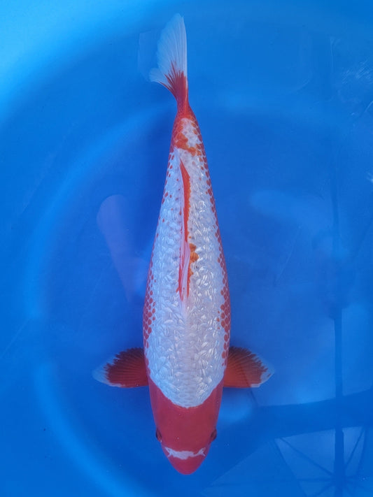 Ozumi Ikarashi Ginrin Asagi koi for sale — 57 cm at ChampKoi