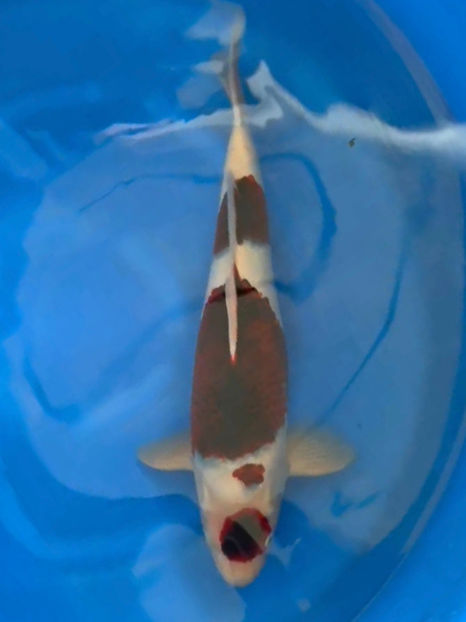 2025FALL-262 Budo Goromo