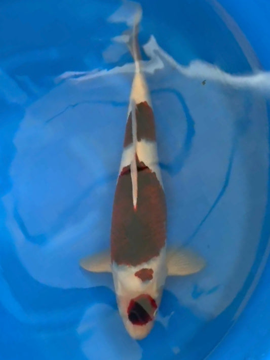 2025FALL-262 Budo Goromo