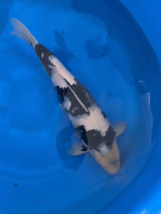 2025FALL-258 Shiro Utsuri