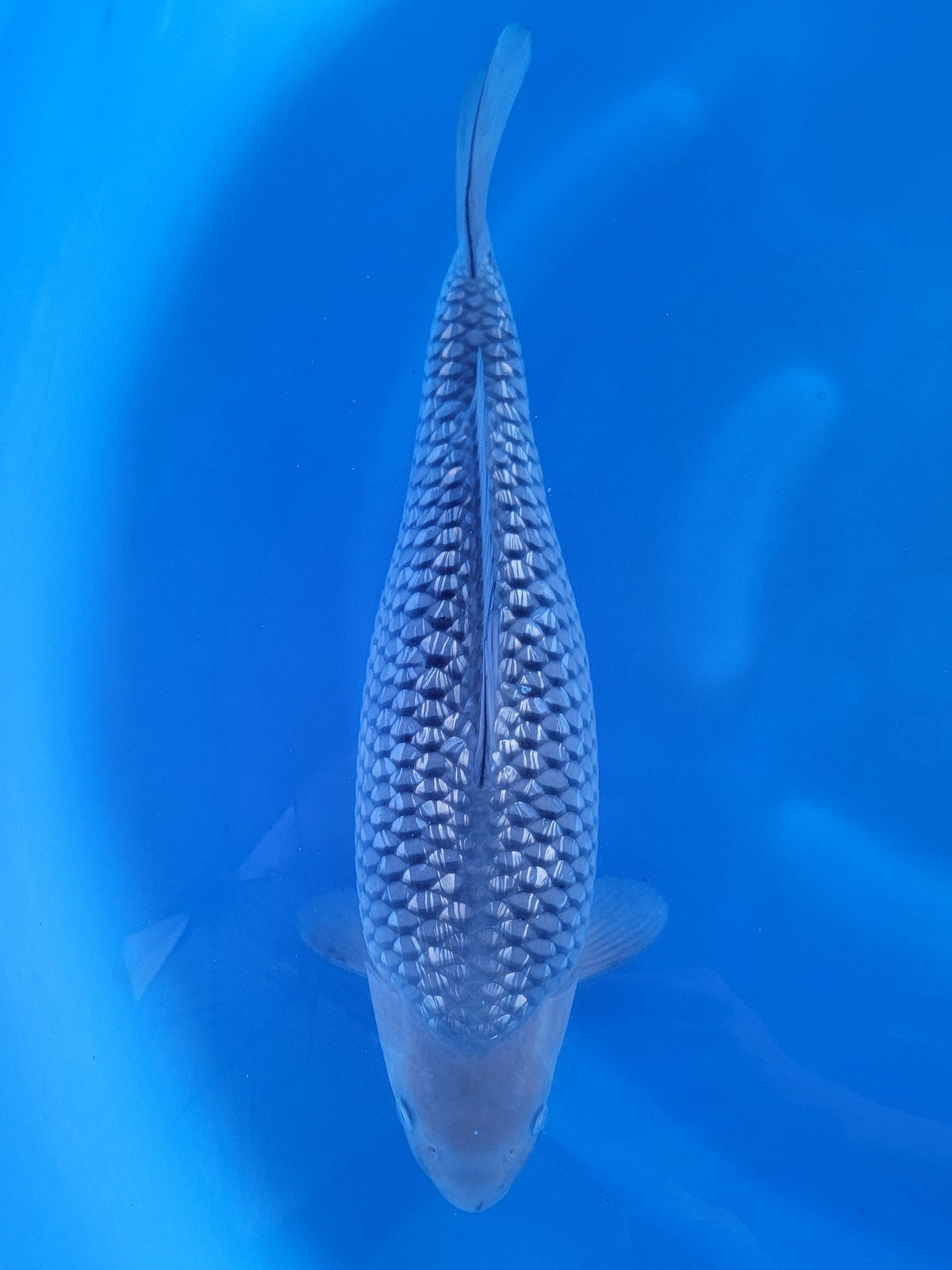 Ozumi Ikarashi Ginrin Soragoi koi for sale — 46 cm at ChampKoi