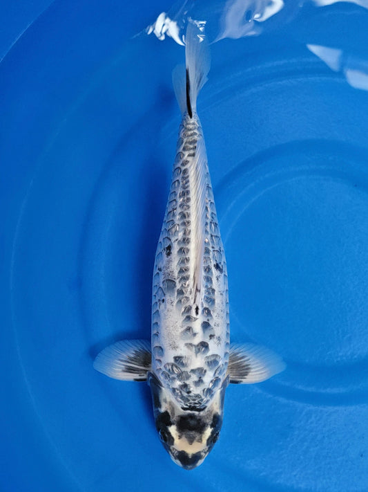 2025FALL-209 Kikokuryu Dragon Scale