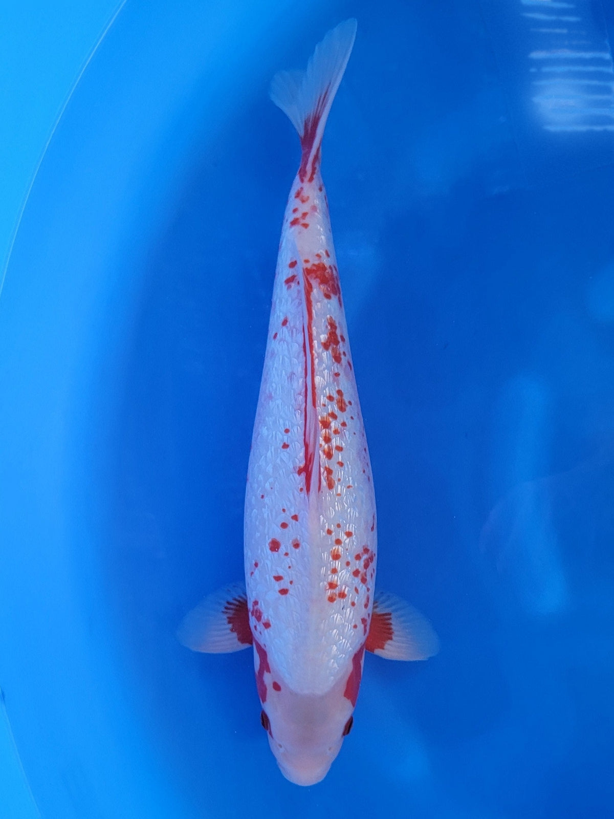 Ozumi Ikarashi Ginrin Asagi koi for sale — 49 cm at ChampKoi