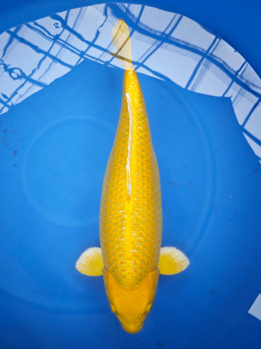 2025FALL-149 Yamabuki Ogon