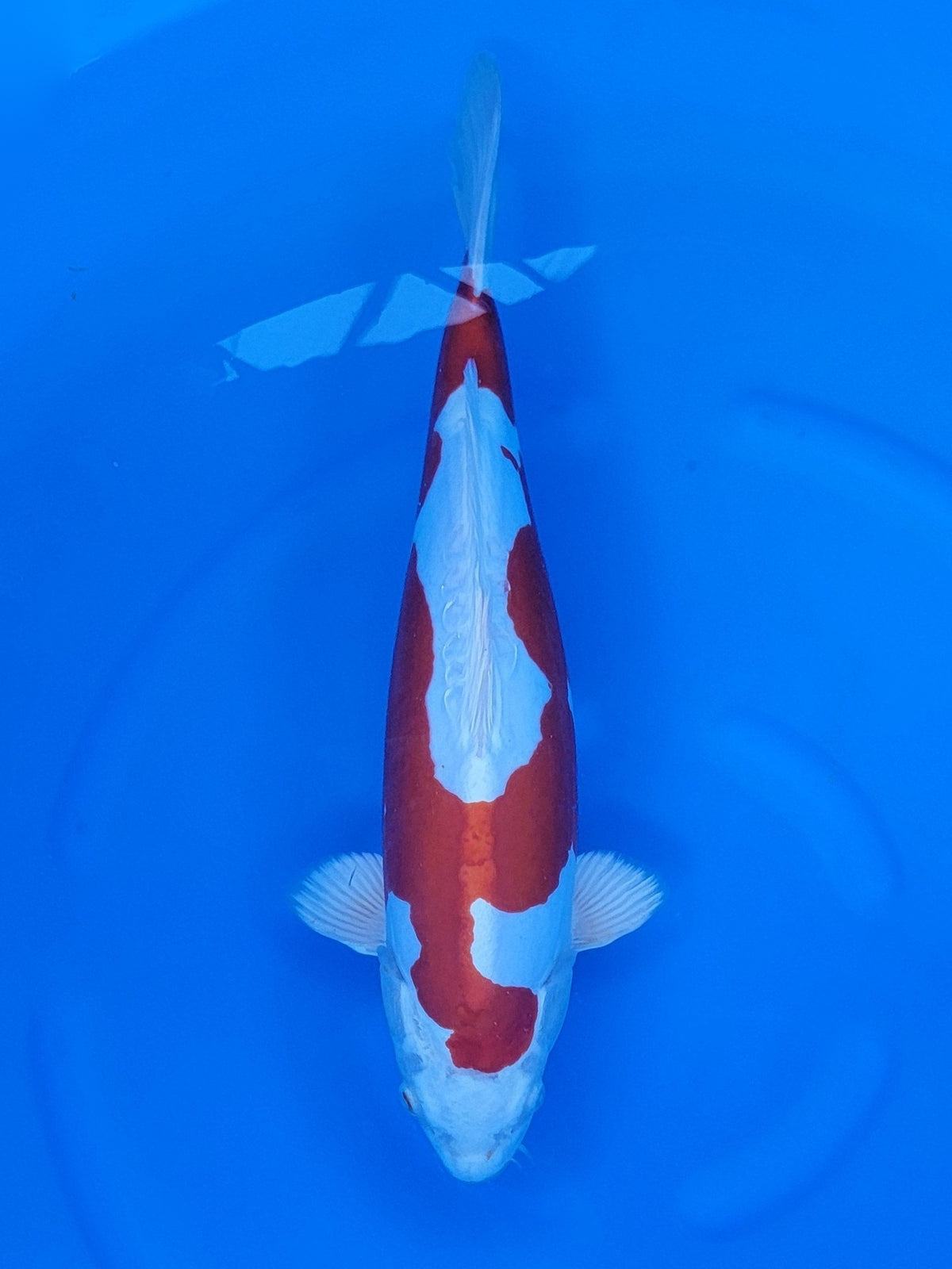 Sakazume Doitsu Kikusui koi for sale — 41 cm at ChampKoi