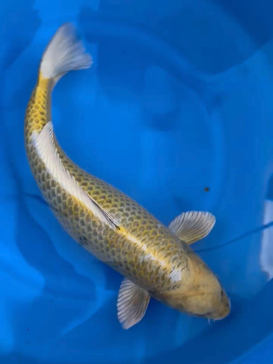 2025FALL-256 Kogane Ochiba