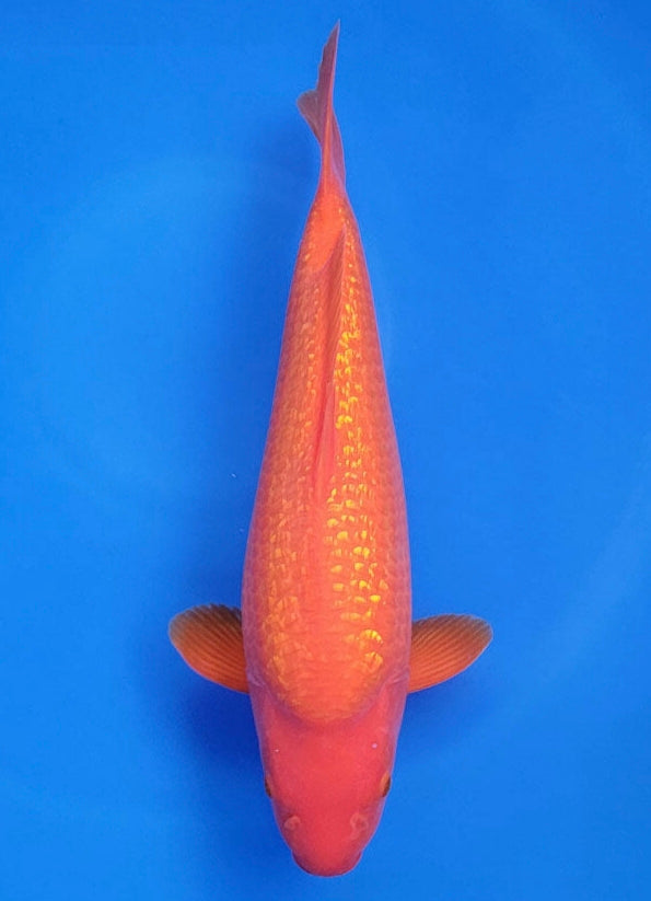 Benigoi