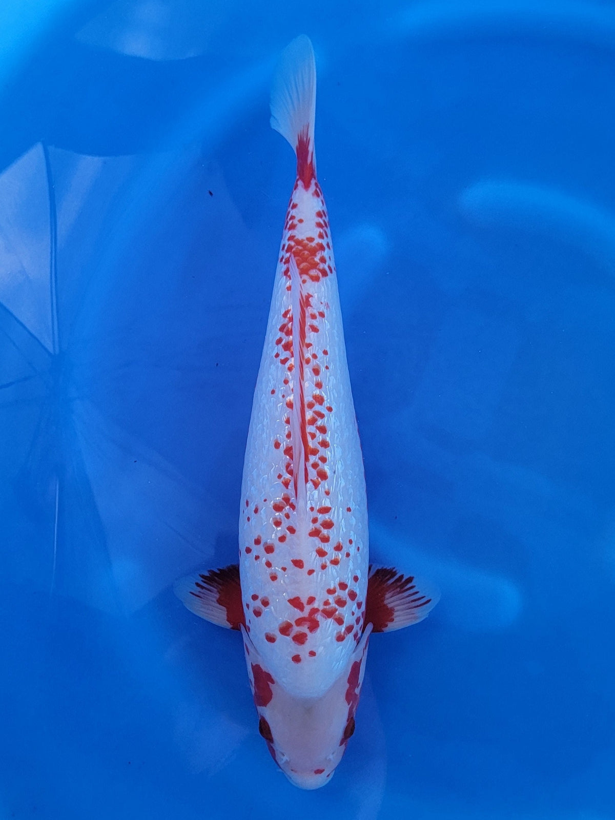 Ozumi Ikarashi Ginrin Asagi koi for sale — 49 cm at ChampKoi