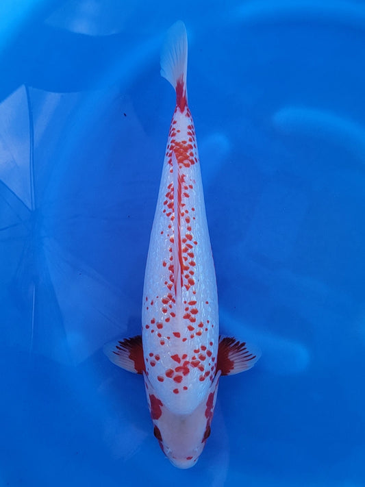 Ozumi Ikarashi Ginrin Asagi koi for sale — 49 cm at ChampKoi